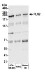 Detection of human FLG2 by western blot.