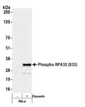 Detection of human Phospho RPA32 (S33) by western blot.