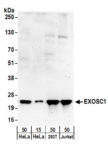 Detection of human EXOSC1 by western blot.