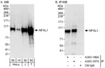 Detection of human NFXL1 by western blot and immunoprecipitation.