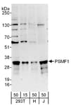 Detection of human PSMF1 by western blot.