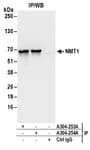 Detection of human NMT1 by western blot of immunoprecipitates.