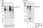 Detection of human PCF11 by western blot and immunoprecipitation.