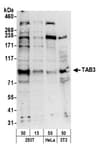 Detection of human and mouse TAB3 by western blot.