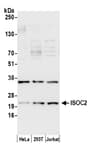 Detection of human ISOC2 by western blot.