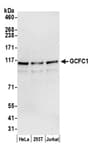 Detection of human GCFC1 by western blot.