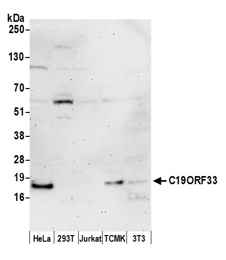 Detection of human and mouse C19ORF33 by western blot.