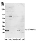 Detection of human and mouse C19ORF33 by western blot.
