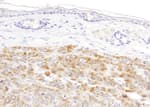 Detection of mouse IDH2 by immunohistochemistry.