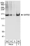 Detection of human SAFB2 by western blot.