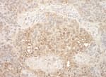 Detection of mouse APC7 by immunohistochemistry.
