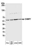 Detection of human CHMP7 by western blot.