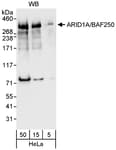 Detection of human ARID1A by western blot.