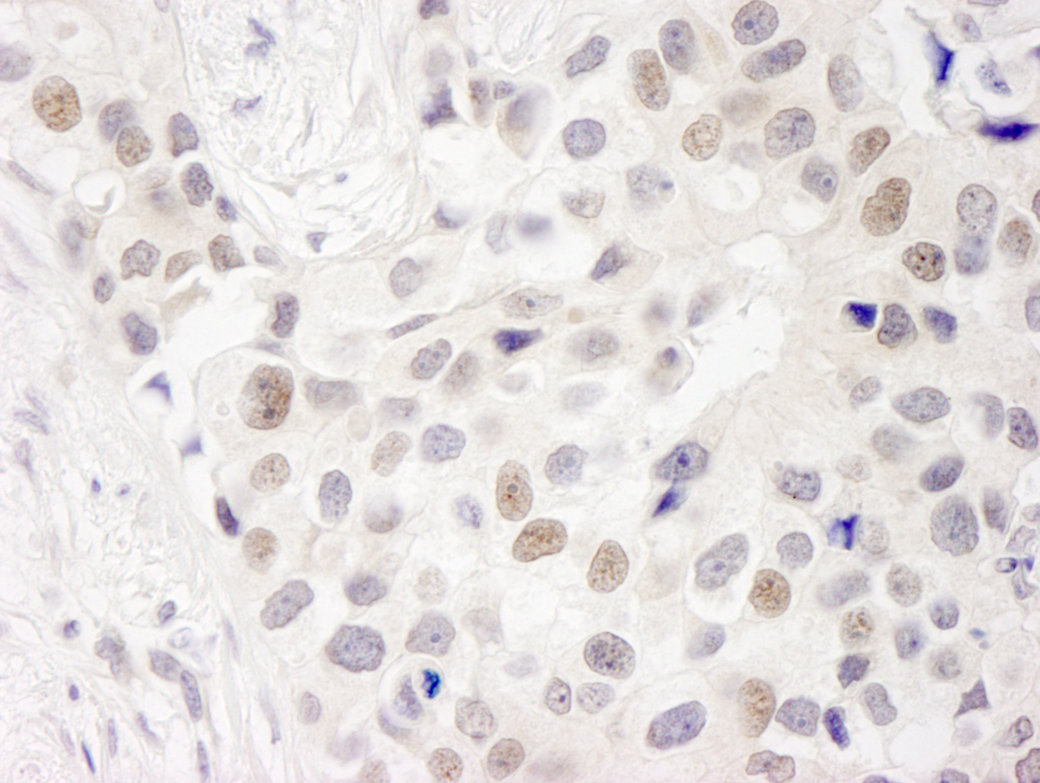 Rabbit anti-INT7 IHC Antibody