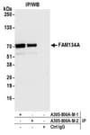 Detection of human FAM134A by western blot of immunoprecipitates.