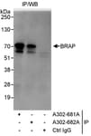 Detection of human BRAP by western blot of immunoprecipitates.