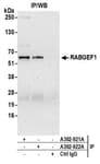 Detection of human RABGEF1 by western blot of immunoprecipitates.