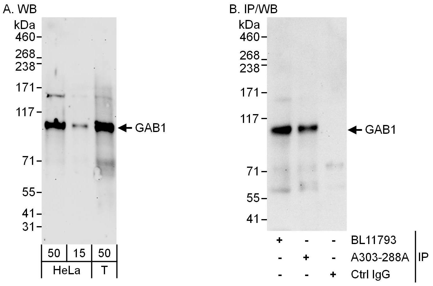 Detection of human GAB1 by western blot and immunoprecipitation.