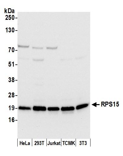 Detection of human and mouse RPS15 by western blot.