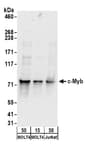 Detection of human c-Myb by western blot.