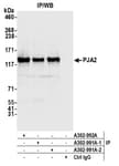 Detection of human PJA2 by western blot of immunoprecipitates.