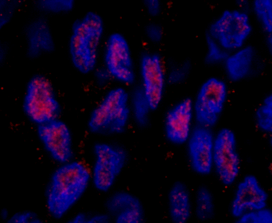Rabbit anti-MAML2 IHC Antibody