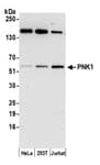 Detection of human PNK1 by western blot.