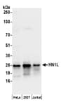 Detection of human HN1L by western blot.