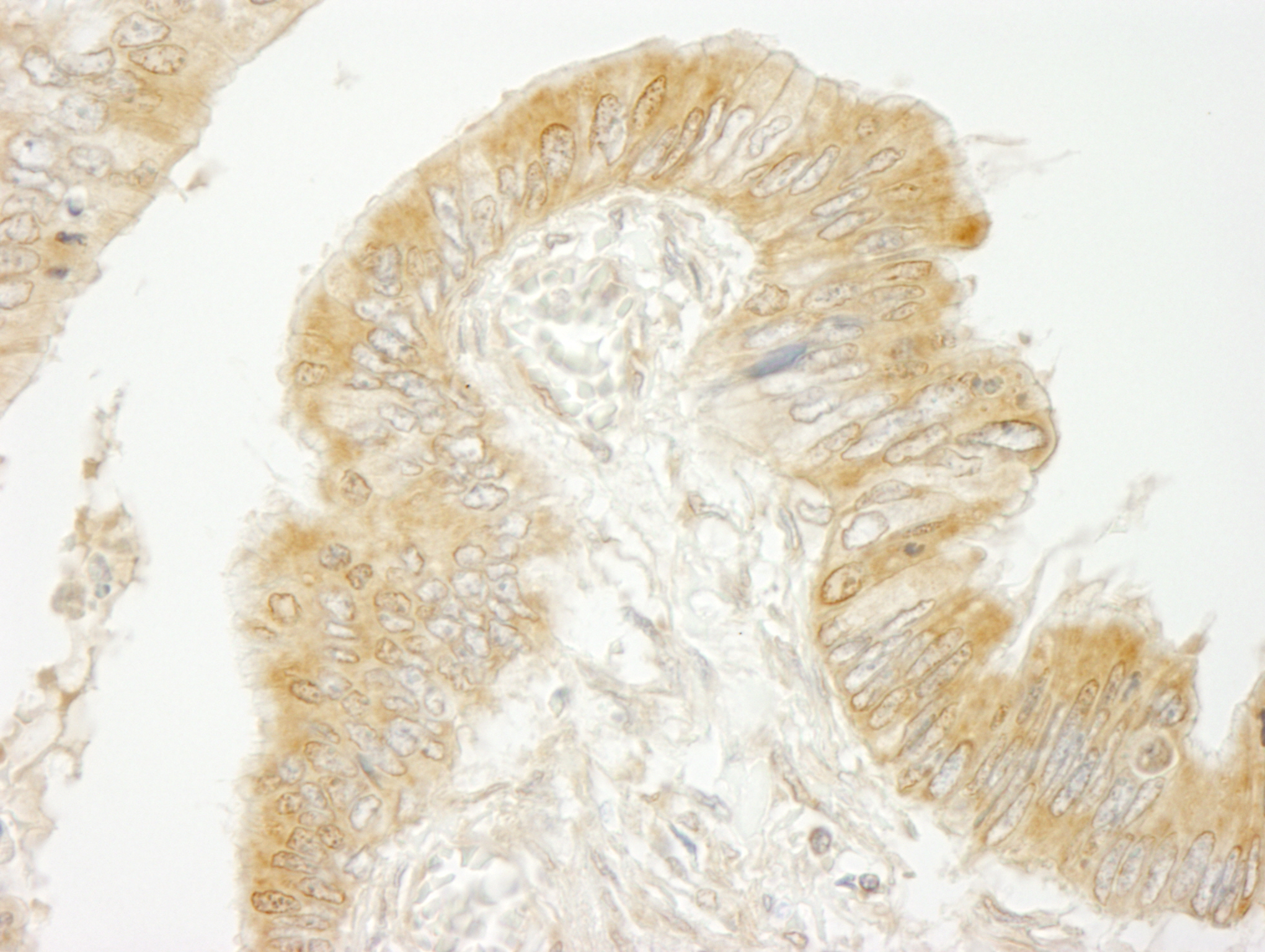 Rabbit anti-BIG2/ARFGEF2 IHC Antibody