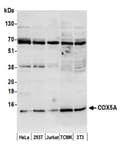Detection of human and mouse COX5A by western blot.