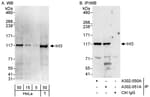 Detection of human INT3 by western blot and immunoprecipitation.