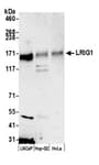 Detection of human LRIG1 by western blot.