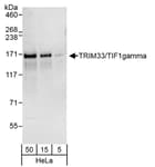 Detection of human TRIM33/TIF1gamma by western blot.