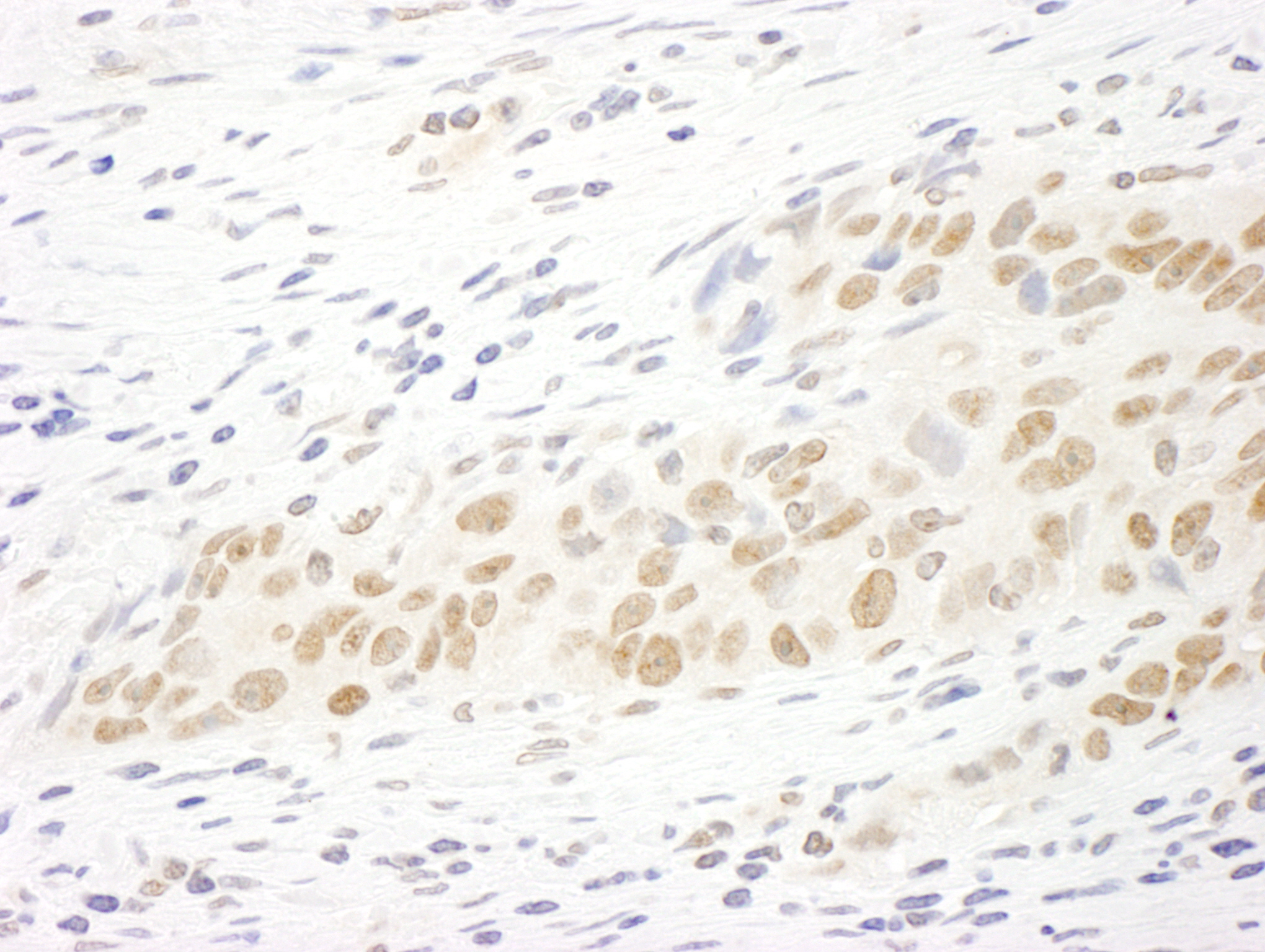 Rabbit anti-MASTL IHC Antibody
