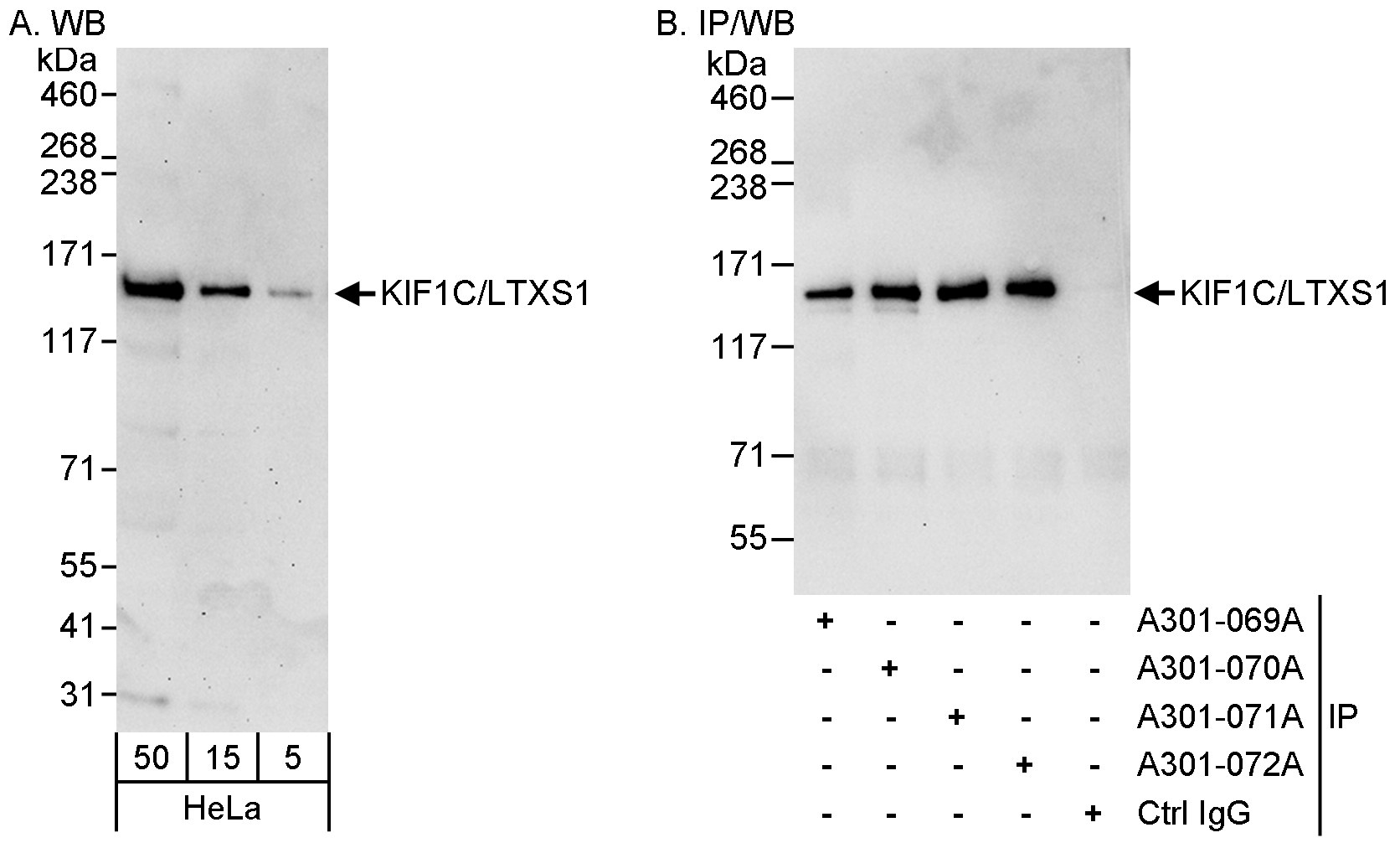 Detection of human KIF1C/LTXS1 by western blot and immunoprecipitation.