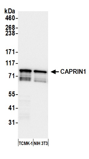 Detection of mouse CAPRIN1 by western blot.