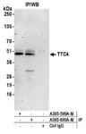 Detection of human TTC4 by western blot of immunoprecipitates.