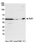 Detection of human and mouse NLE1 by western blot.