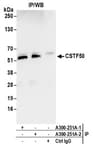 Detection of human CSTF50 by western blot of immunoprecipitates.