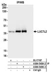 Detection of human LUC7L2 by western blot of immunoprecipitates.