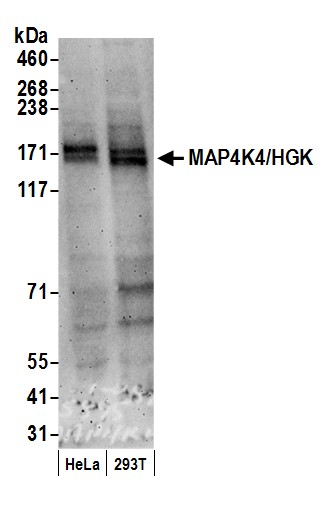 Detection of human MAP4K4/HGK by western blot.
