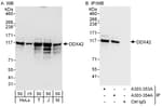 Detection of human and mouse DDX42 by western blot (h and m) and immunoprecipitation (h).