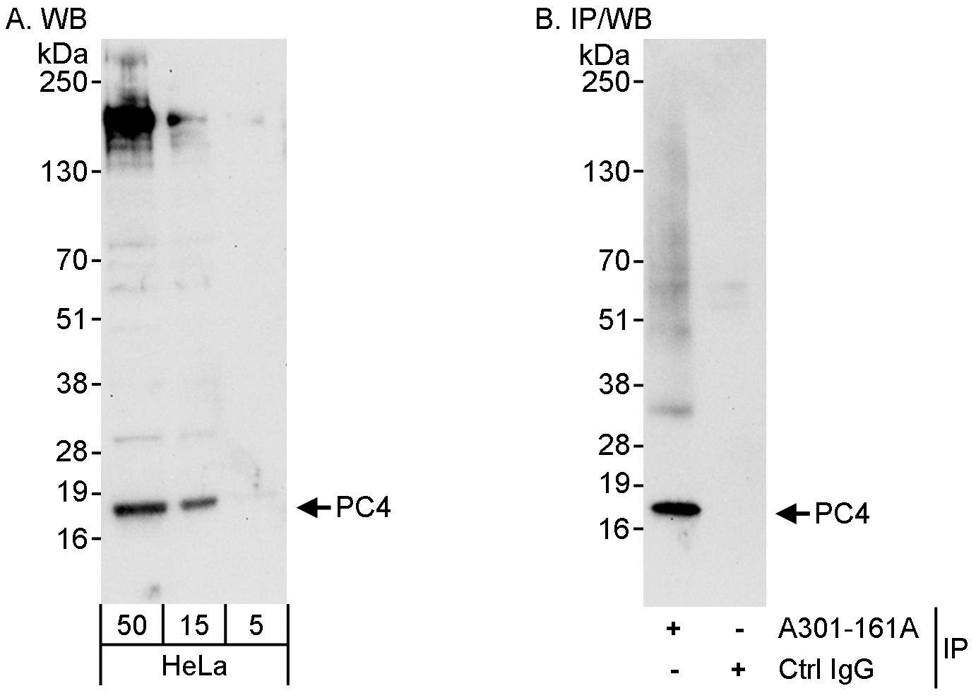 Detection of human PC4 by western blot and immunoprecipitation.
