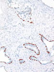Detection of human p40 by immunohistochemistry.