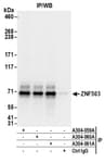 Detection of human ZNF503 by western blot of immunoprecipitates.
