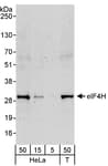 Detection of human eIF4H by western blot.