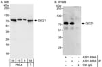 Detection of human DjC21 by western blot and immunoprecipitation.