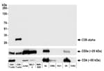 Detection of human CD8 alpha by western blot.