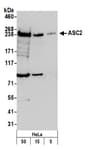 Detection of human ASC2 by western blot.