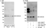 Detection of human CCDC43 by western blot and immunoprecipitation.